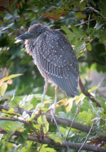Yellow-crowned Night-Heron, Parsippany, NJ, Oct. 8, 2013 (digiscoped by Jonathan Klizas).