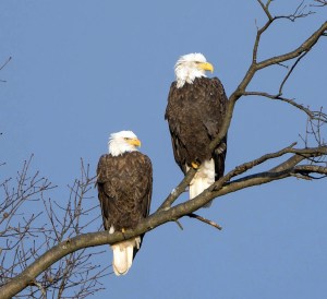 Bald Eagles, Great Swamp NWR, NJ, Nov. 29, 2013 (photo by Chuck Hantis).