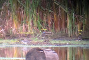 Dunlin, Pectoral Sandpiper, Sora in Morris Co., Nov. 1, 2013 (digiscoped by Jonathan Klizas).