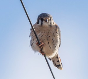 American Kestrel, Great Swamp NWR, Nov. 24, 2013 (photo by Chuck Hantis).