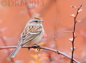 Am. Tree Sparrow, Troy Meadows, NJ, Nov. 6, 2013 (photo by Dave Blinder)