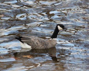 Cackling Goose, Hillsborough Twp., Nov. 19, 2013 (photo by Jeff Elerbusch)