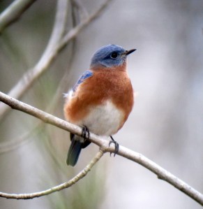 Eastern Bluebird, Lincoln Park Gravel Pits, NJ, Nov. 7, 2013 (digiscoped by J. Klizas)