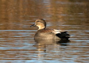 Gadwall, Melanie Lane, Hanover, NJ, Nov. 3, 2013 (photo by Chuck Hantis).