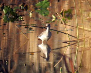 Greater Yellowlegs, Troy Meadows, NJ, Nov. 8, 2013 (digiscoped by Jonathan Klizas).