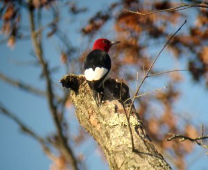 Red-headed Woodpecker, Long Hill, NJ, Nov. 10, 2013 (digiscoped by J. Klizas).