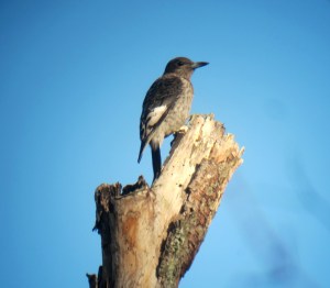 Juvenile Red-headed Woodpecker, Long Hill, NJ, Nov. 10, 2013 (digiscoped by J. Klizas).