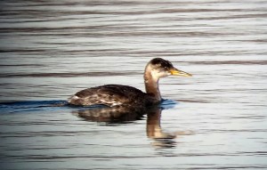 Red-necked Grebe, Lake Parsippany, NJ, Nov. 30, 2013 (photo by Jamie Glydon)