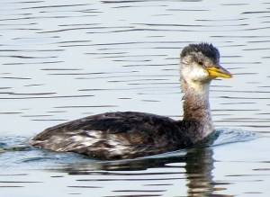 Red-necked Grebe, Lake Parsippany, NJ, Nov. 30, 2013 (photo by Jill Homcy)