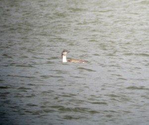 Red-throated Loon, Budd Lake, NJ, Nov. 10, 2013 (digiscoped by Jonathan Klizas).