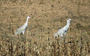 Sandhill Cranes, Franklin Twp., Nov. 23, 2013 (photo by Kurtis Himmler).