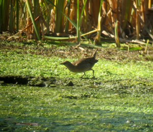 Sora, Loantaka Brook Reservation, NJ, Nov. 3, 2013 (digiscoped by Jonathan Klizas).