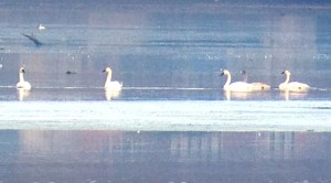 Tundra Swans, Lake Hopatcong, Nov. 16, 2013 (iPhone ID photo by J. Klizas).