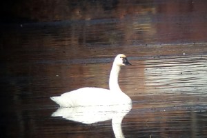Tundra Swan, Lake Hopatcong, Nov. 16, 2013 (photo by Jamie Glydon).
