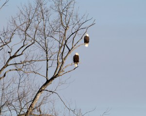 Bald Eagles at Lake Hopatcong, NJ, Dec. 31, 2013 (photo by J. Klizas).