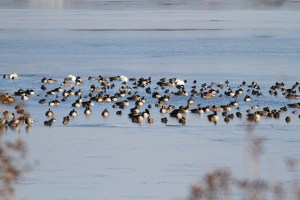Waterfowl at Lake Hopatcong, NJ, Dec. 31, 2013 (photo by J. Klizas).