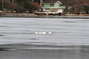 Tundra Swans at rest, Lake Hpatcong, NJ, Dec. 31, 2013 (photo by Jonathan Klizas).