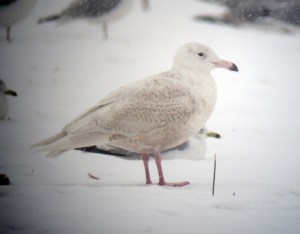 Glaucous Gull, Hillsborough Twp., Dec. 17, 2013 (digiscoped by Jonathan Klizas).
