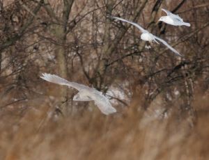 Iceland Gull, Hillsborough Twp., NJ, Dec. 18, 2013 (photo by Jeff Ellerbusch).