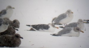 Lesser Black-backed Gull, Hillsborough Twp., Dec. 17, 2013 (digiscoped by J. Klizas)