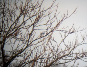 Leucistic Red-tailed Hawk, Parsippany, NJ, Dec. 21, 2013 (digiscoped by Jonathan Klizas).