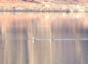 2 Red-necked Grebes, Boonton Reservoir, Dec. 1, 2013 (iPhone photo by Jonathan Klizas).
