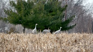 Sandhill Cranes, Franklin Twp., Dec. 27, 2013 (photo by Zach Batren).