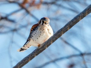 American Kestrel, Great Swamp NWR, Jan. 3, 2014 (photo by Chuck Hantis).