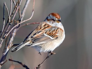 American Tree Sparrow, Great Swamp NWR,  NJ, Jan. 3, 2014 (photo by Chuck Hantis).