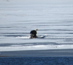 Bald Eagle feasting on a swan at Lake Musconetcong, NJ, Jan. 29, 2014 (photo by Alan Boyd).