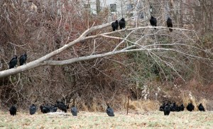 Vultures, mostly Black, at Greystone, NJ, Jan. 1, 2014 (photo by J. Klizas).