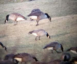 Cackling Goose with Canada Geese, Florham Park, NJ, Jan. 12, 2014 (digi-phone-scoped by Jamie Glydon)