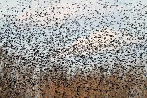 Common Grackles, Long Valley, NJ Jan. 19, 2014 (photo by Jonathan Klizas)
