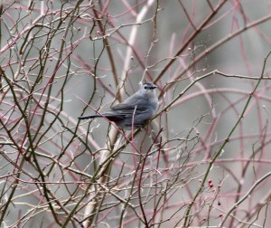 Morris County's first Gray Catbird in 2014, Long Valley, NJ, Jan. 19, 2014
