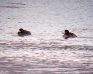 Greater Scaup, Lake Hopatcong, NJ, Jan. 1, 2014 (digiscoped by Jonathan Klizas).