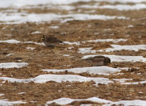 Horned Larks, Mt. Olive Twp., NJ, Jan. 25, 2014 (photo by Jonathan Klizas)