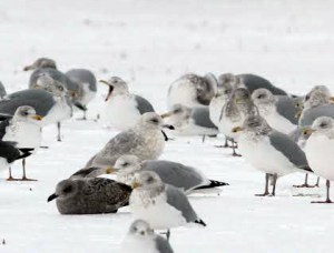 Iceland Gull, Hillsborough Twp., NJ, Jan. 5, 2014 (photo by Jeff Ellerbusch).