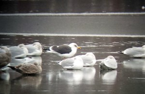 Lesser Black-backed Gull, Lk. Hopatcong, NJ, Jan. 1, 2014 (photo by Jamie Glydon).