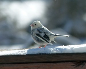 Leucistic Dark-eyed Junco, Gillette, NJ, Jan. 3, 2014 (photo by Joyce and Robert Stapperfenne).