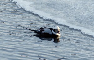 Long-tailed Duck, Bernardsville, NJ, Jan. 7, 2014 (photo by Robert Stapperfenne).