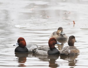 Redheads, Franklin Township, NJ, Jan. 14, 2014 (photo by Jeff Ellerbusch).