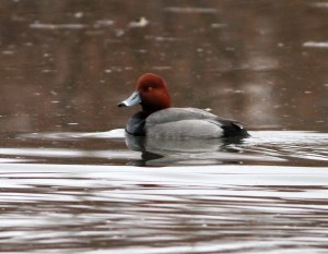 Redhead, Hillsborough Twp., NJ, Jan. 14, 2014 (photo by J. Klizas).