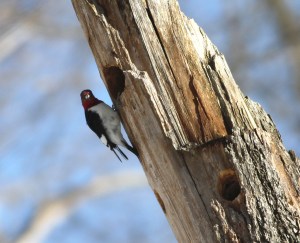 Red-headed Woodpecker, Franklin Twp., NJ, Jan. 24, 2014 (photo by J. Klizas)