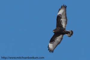 Rough-legged hawk, Great swamp NWR, NJ, Jan. 30, 2014 (photo by Mitch Van Beekum)