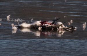 Bald Eagle Meal, Franklin Twp., Jan. 8, 2014 (photo by Jim Gilbert)