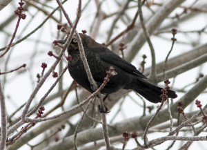 Rusty Blackbird, Hanover Twp., NJ, Jan. 5, 2014 (photo by Jonathan Klizas).