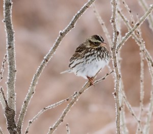 Savannah Sparrow, Troy Meadows, NJ, Jan. 5, 2014 (photo by J. Klizas).
