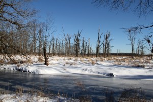 Troy Meadows, NJ, Jan. 4, 2014 (photo by J. Klizas)