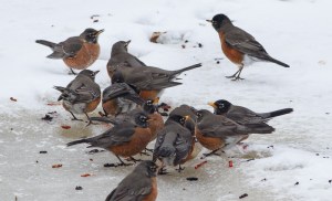 Amrican Robins, Great Swamp NWR, NJ, Feb. 15, 2014 (photo by J. Klizas).
