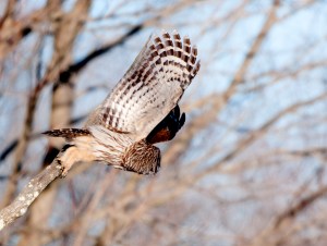 Barred Owl, Great Swamp NWR, NJ, Feb. 28, 2014 (photo by Chuck Hantis).